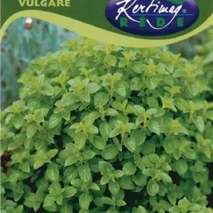 Ajánlat Oregano /szurokfű/ 0,5gr